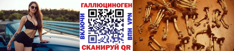 Псилоцибиновые грибы Cubensis  Саров 